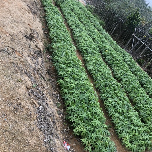 普宁市独杆发财树 
