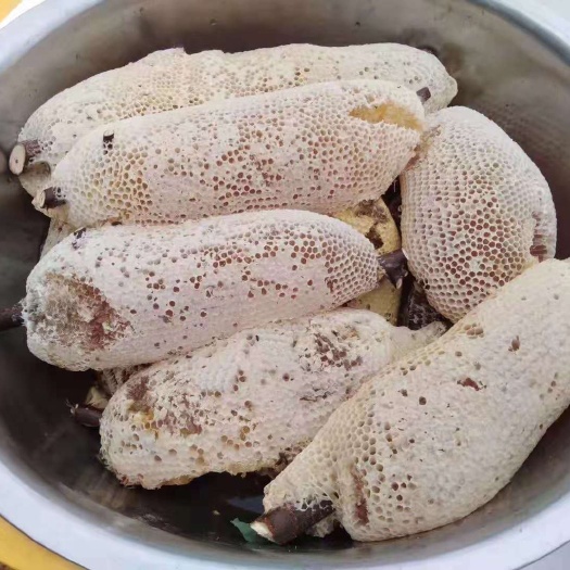 广州小挂蜜 盒装 1年  