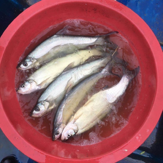 岳阳县翘嘴红鲌  都是清一色0.8两以上的标鱼，价格美丽