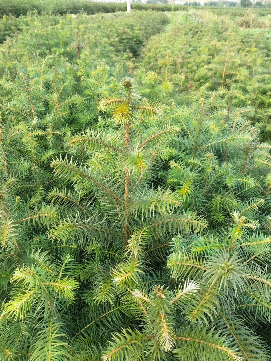 新採广西杉木种子，柳州杉木种子，融安杉木种子，融江流域杉木种