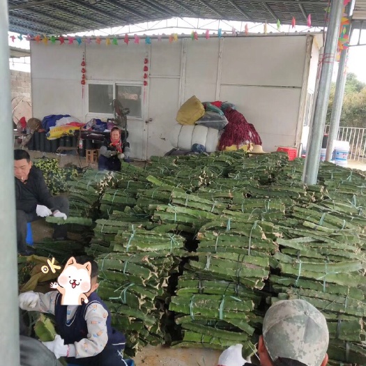 南宁可大量供应金都一号火龙果苗，提供技术指导