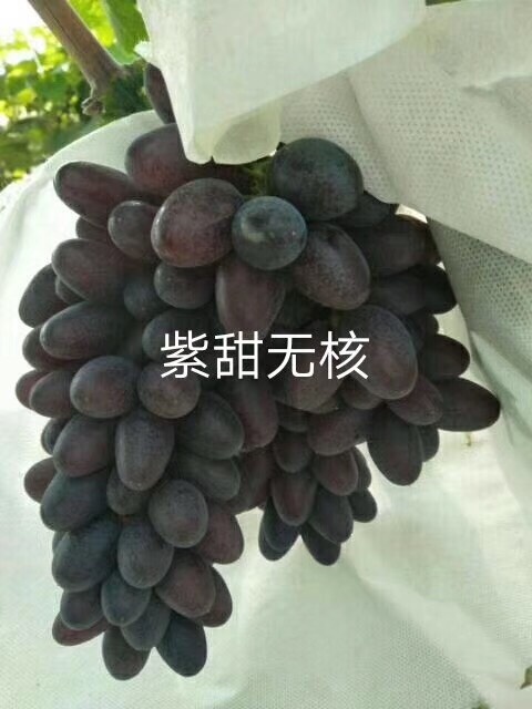 卢龙县紫甜无核葡萄苗 实生苗 裸根苗