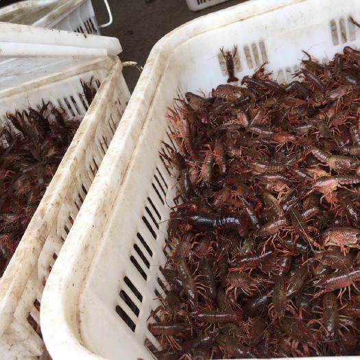洪湖市小龙虾苗 