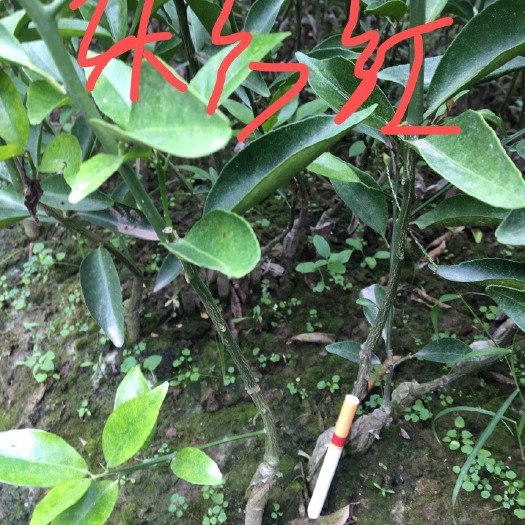 荔浦市世纪红柑橘苗  【直供包邮】东方红桔苗，裸根苗，无菌脱毒杯苗