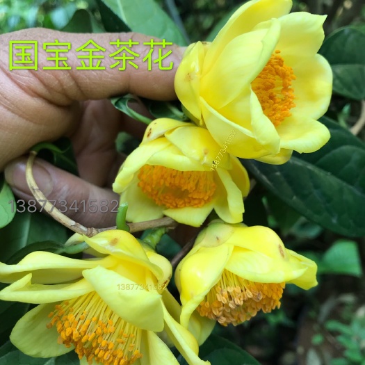 荔浦市金花茶盆栽  優(yōu)質(zhì)國寶金花茶