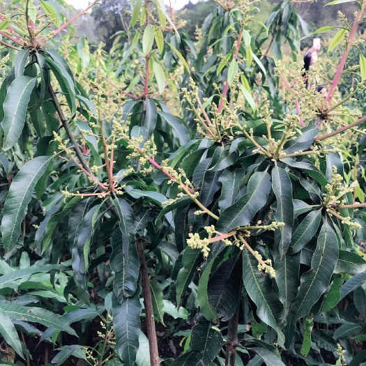 灵山县金煌芒果苗