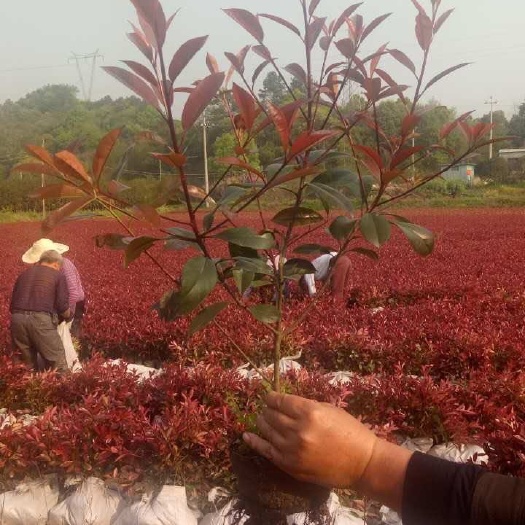 沭阳县 大杯红叶石楠