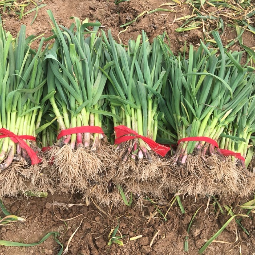 兰考县红根蒜苗 40 - 45cm 