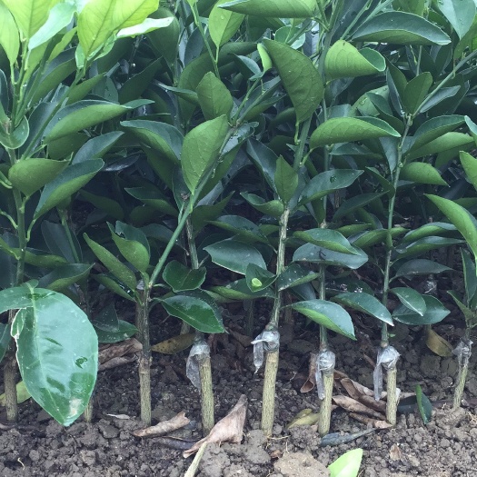 荔浦市夏橙树苗 移栽苗 0.5米以下 