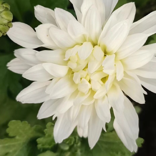 邳州市白菊花 