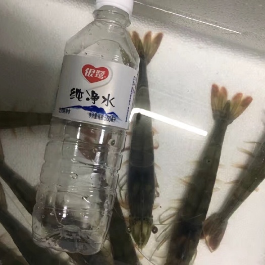 厦门白虾 淡化好南美白对虾