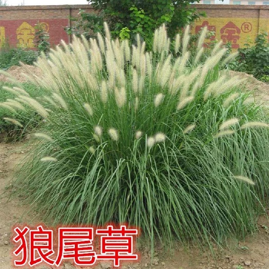 沭阳县紫穗狼尾草种子 护坡观赏