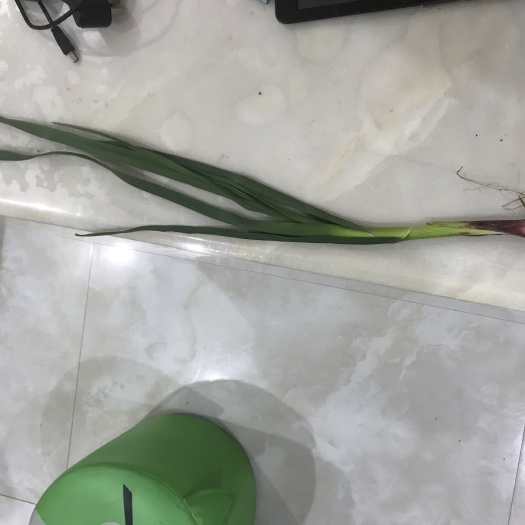 博白县红根蒜苗 50 - 60cm 