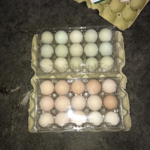 石家庄柴鸡蛋 食用 散装 