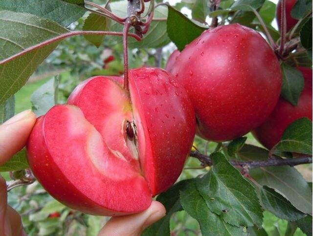 营口苹果树苗 