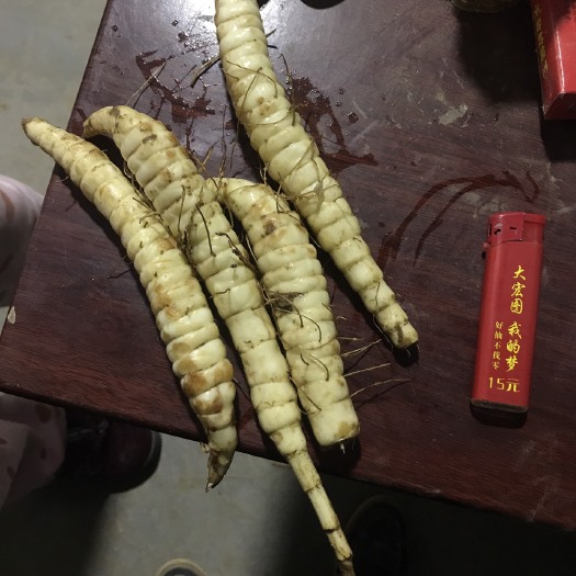 单县地参 