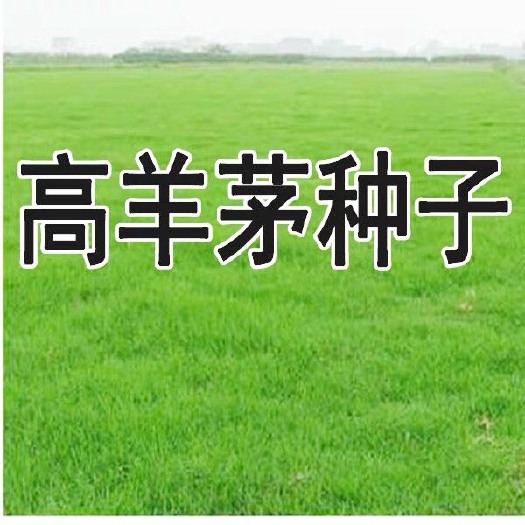 沭阳县高羊茅种子 蓝标四季青草坪种子护坡绿化
