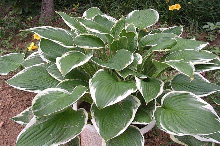 沭阳县玉簪花