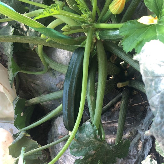 寿光市香蕉西葫芦 0.5斤以下 