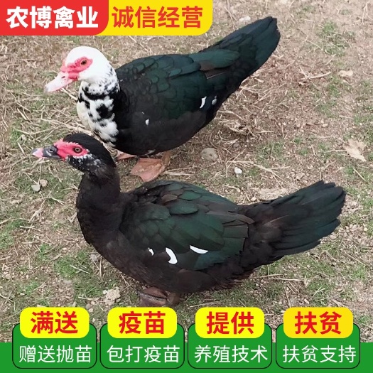 衡阳黑番鸭苗  洋鸭苗  旱鸭苗 青头鸭苗全国包邮