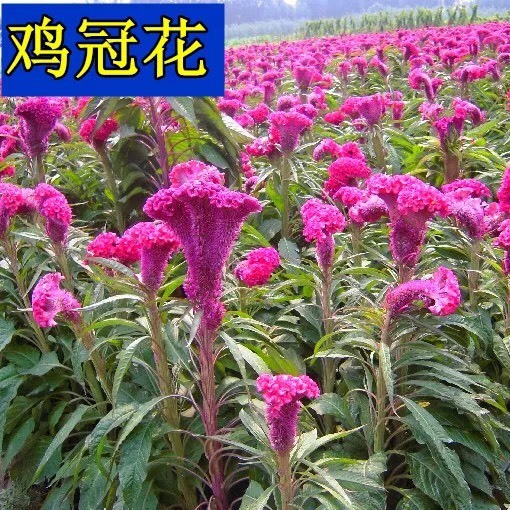 鸡冠花种子 优质