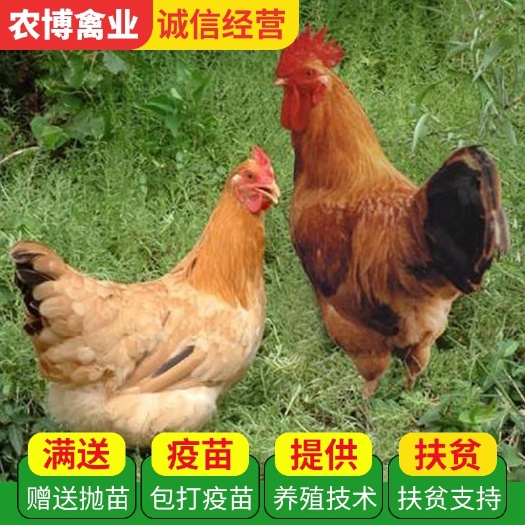 衡阳土鸡苗 黄脚黄羽鸡苗 三黄土鸡苗 大红公鸡苗