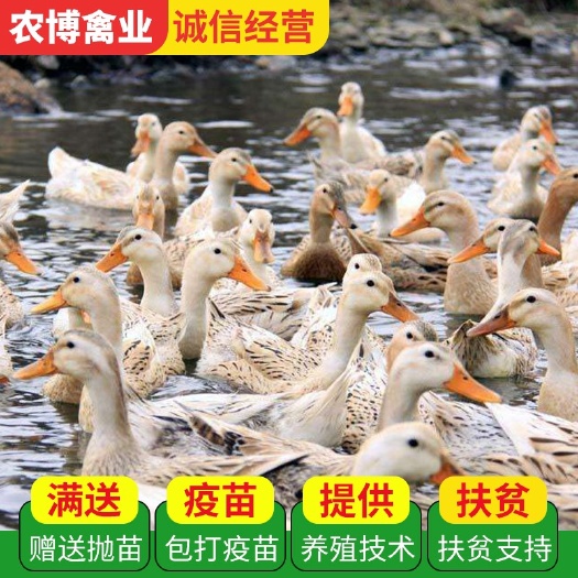 衡阳蛋鸭苗  产蛋率高  毛色纯