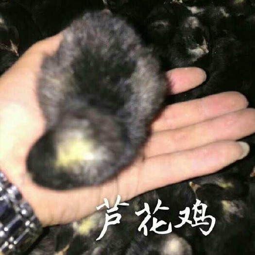 如东县芦花鸡苗