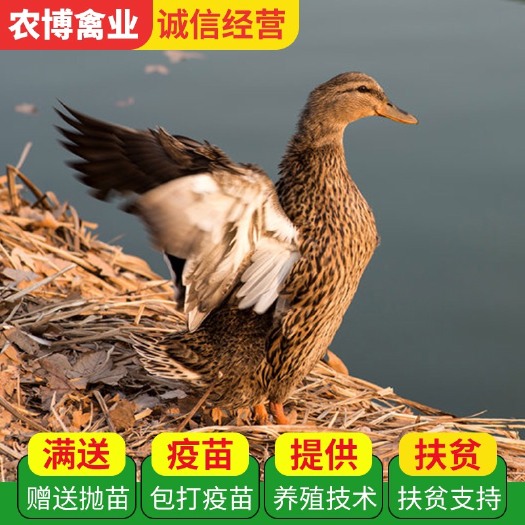 衡阳快速  大种  大白沙麻鸭苗