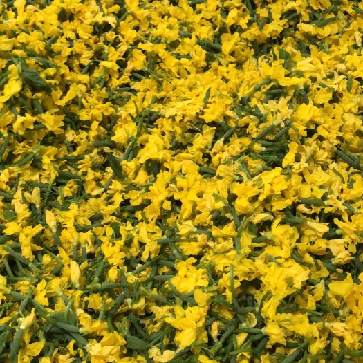 寿光市黄瓜花