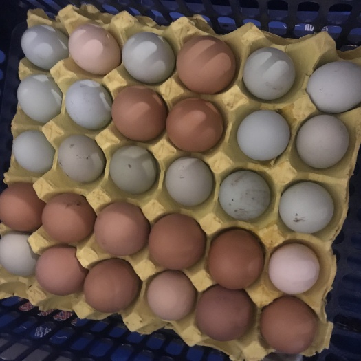 信丰县土鸡蛋 散装 食用 