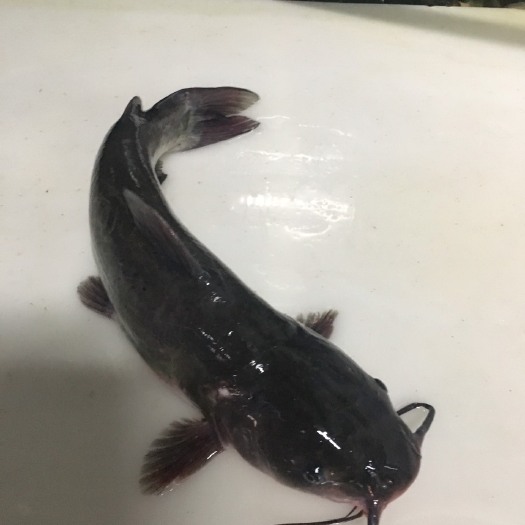 北京叉尾鮰鱼