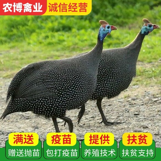 衡阳珍珠鸡苗 珍珠鸡  珍禽类