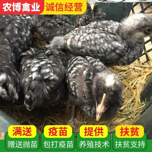 衡阳五黑鸡苗  脱温五黑绿壳蛋鸡苗 土鸡苗 珍禽苗