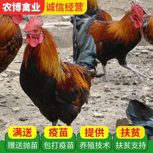 衡阳黑土鸡苗  黑脚土鸡苗 黑窑土鸡苗