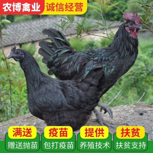 衡阳五黑鸡苗   乌骨鸡苗  五黑一绿  乌皮乌骨乌肉