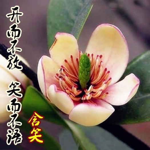 沭阳县紫花含笑 1.3公分左右直径