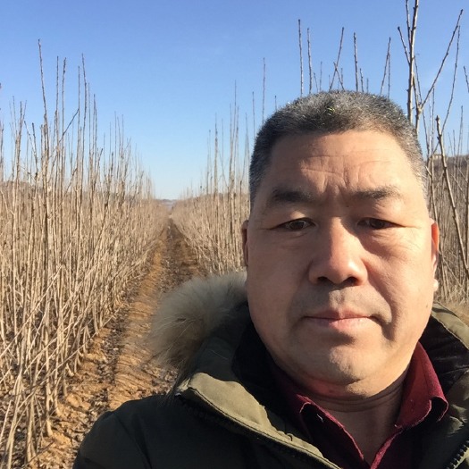 烟台美早苗 主要经大樱桃树苗，车里子苗。