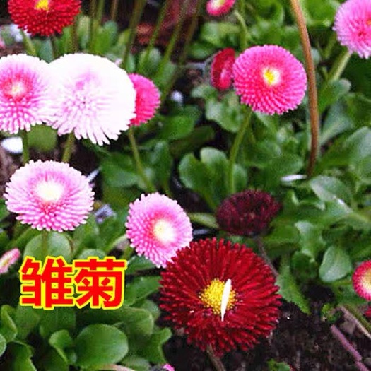 雏菊 种子