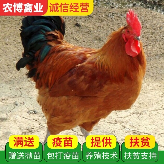衡阳青脚土鸡苗  青脚红毛公鸡苗 黄麻羽土鸡苗 适合山地散养