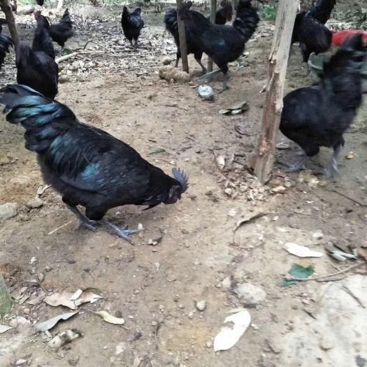 南宁五黑一绿鸡苗