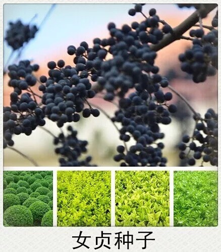 女贞树种