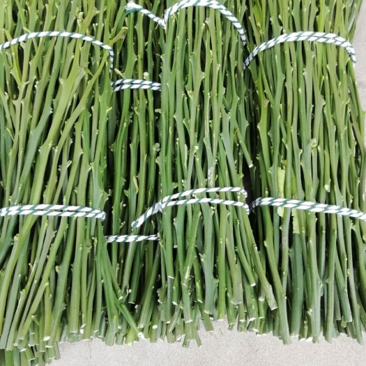 象山县明日见枝条 25~30cm