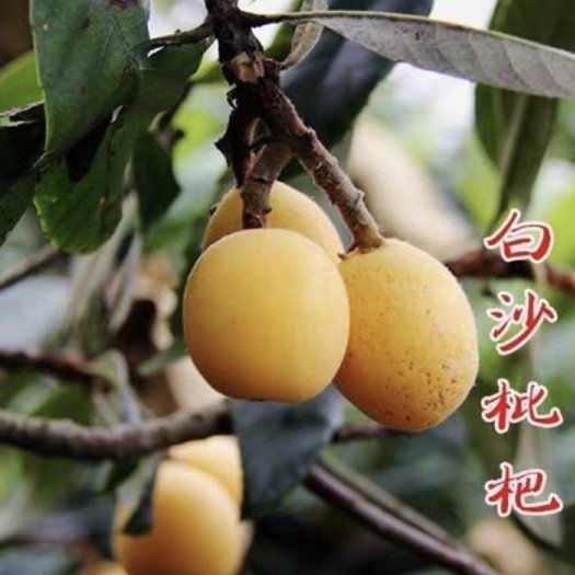 平邑县白沙枇杷苗 