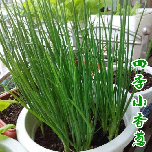 沭阳县四季小葱种子