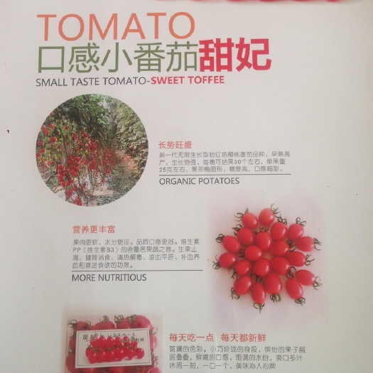 寿光市樱桃番茄 精品 弧一以下 软粉 