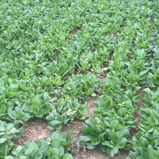 永城市野生荠菜 5cm以下 