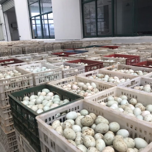 常州高邮咸鸭蛋 箱装 