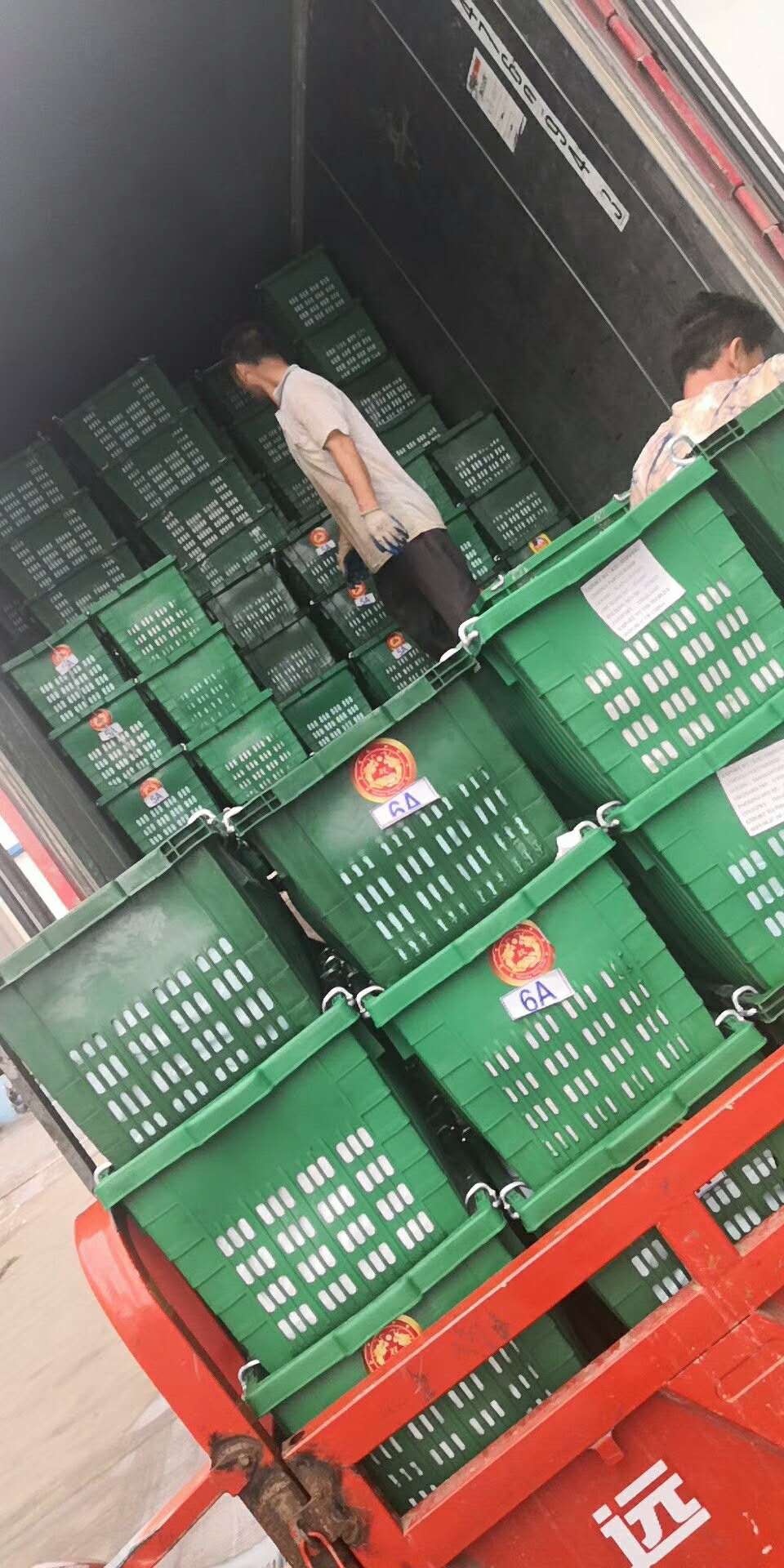 油竹果 4 - 5两以上 3A-6A正常供货