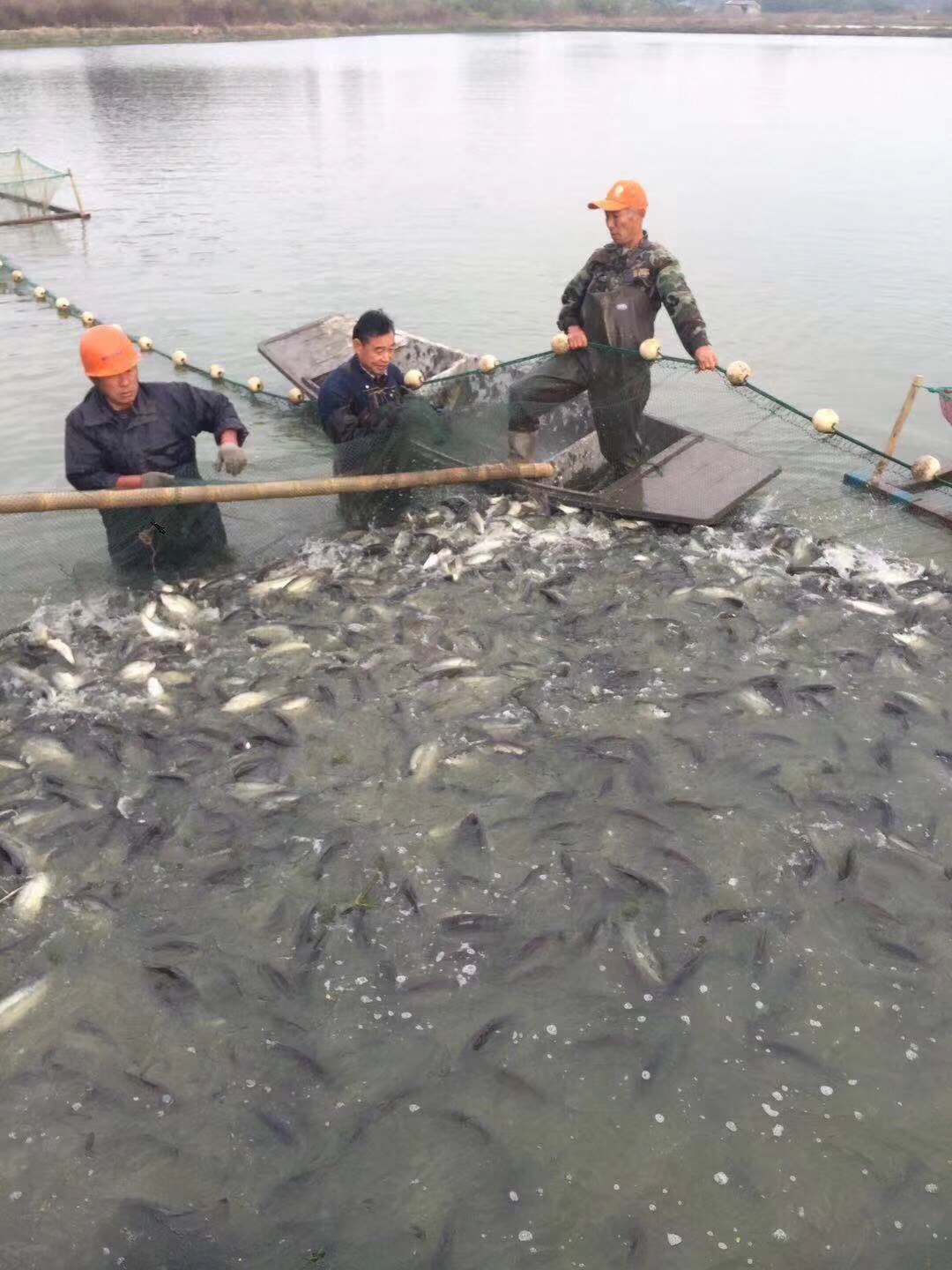 水产 鲈鱼 商品详情 湖州产地直销,量大从优 养殖基地介绍: 湖州鲈鱼